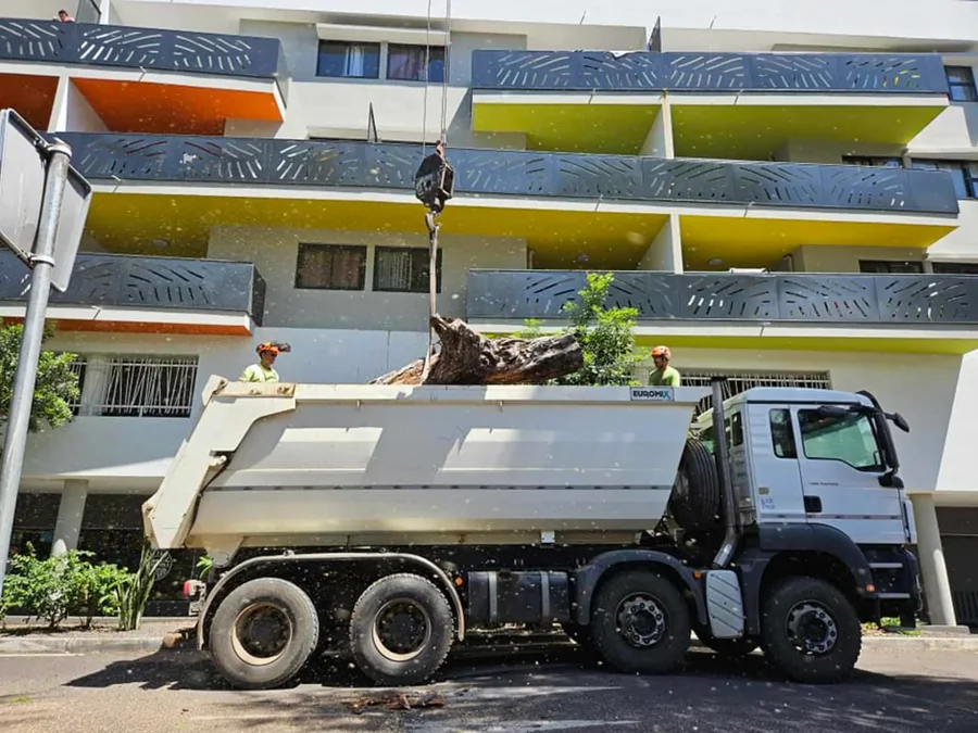 Une section de tronc est déposée dans la benne d'un camion devant un immeuble.
