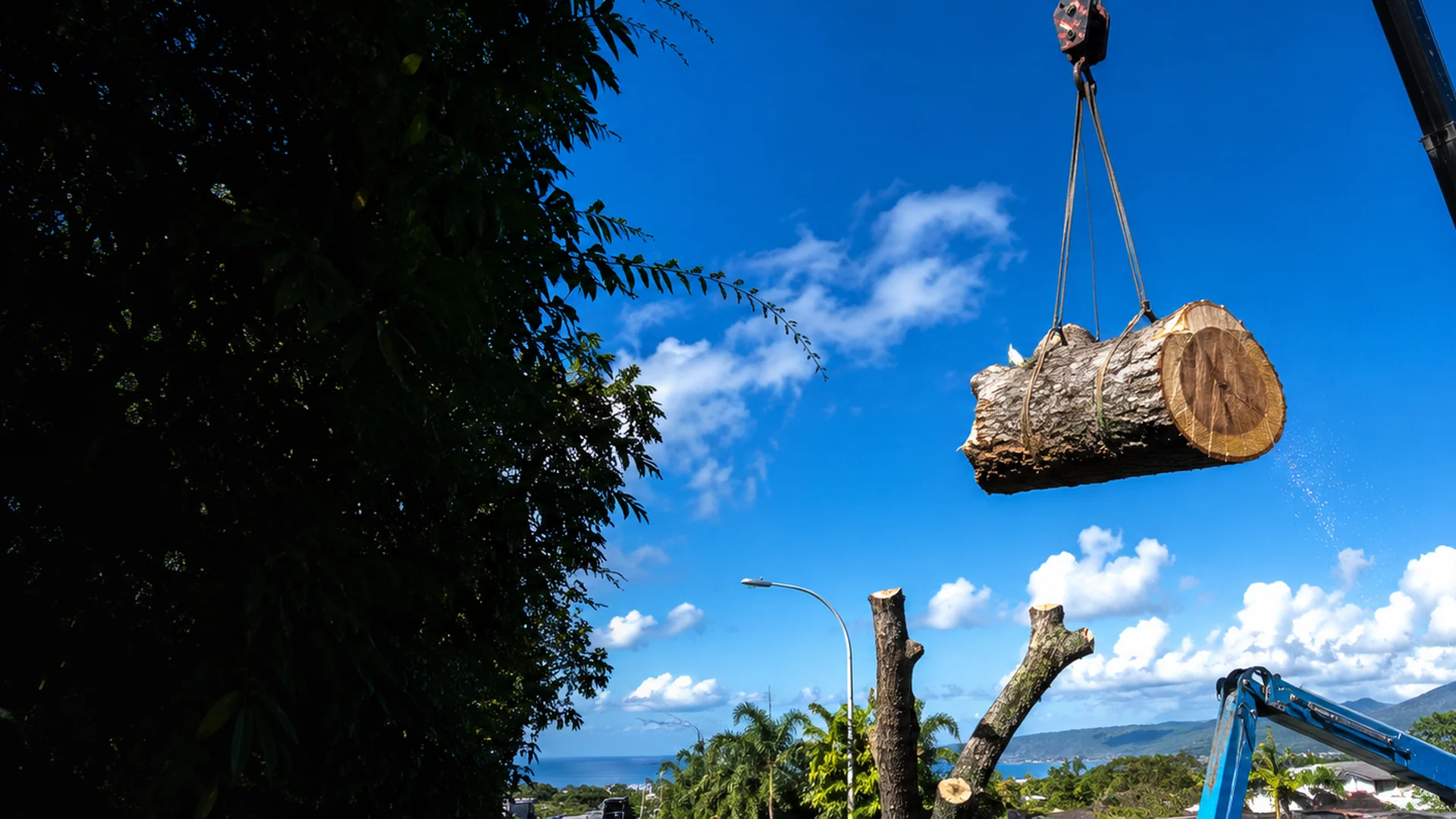 Un tronçon de tronc fraîchement scié, suspendu aux élingues d'une grue au-dessus d'un arbre déjà étêté.
