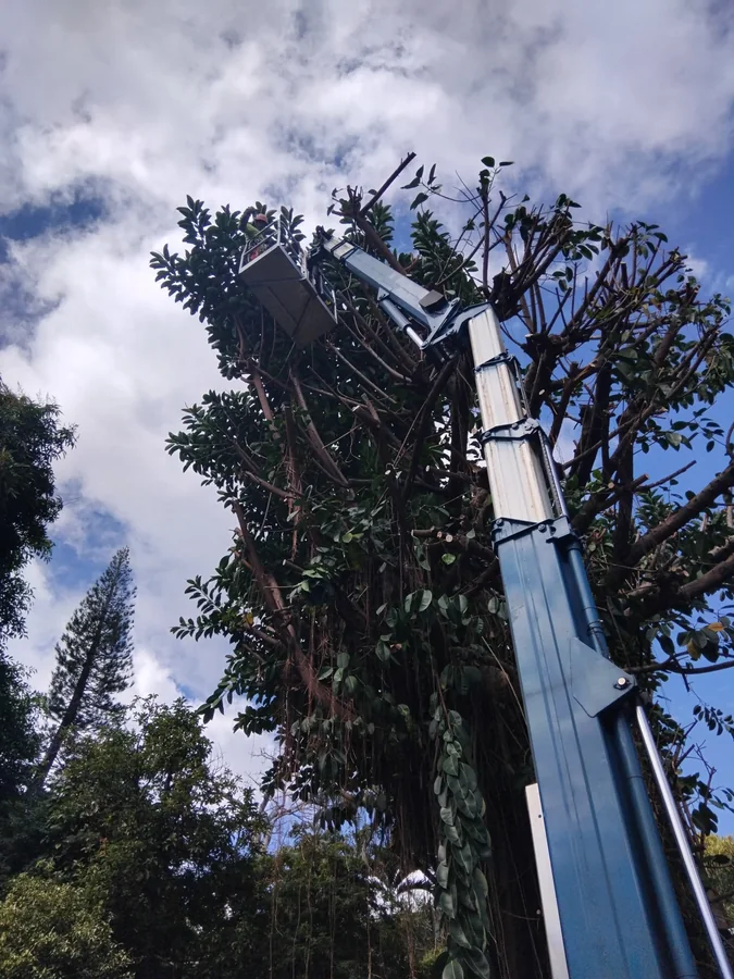Bras de nacelle déployé dans le houppier d'un grand arbre, vu du sol.