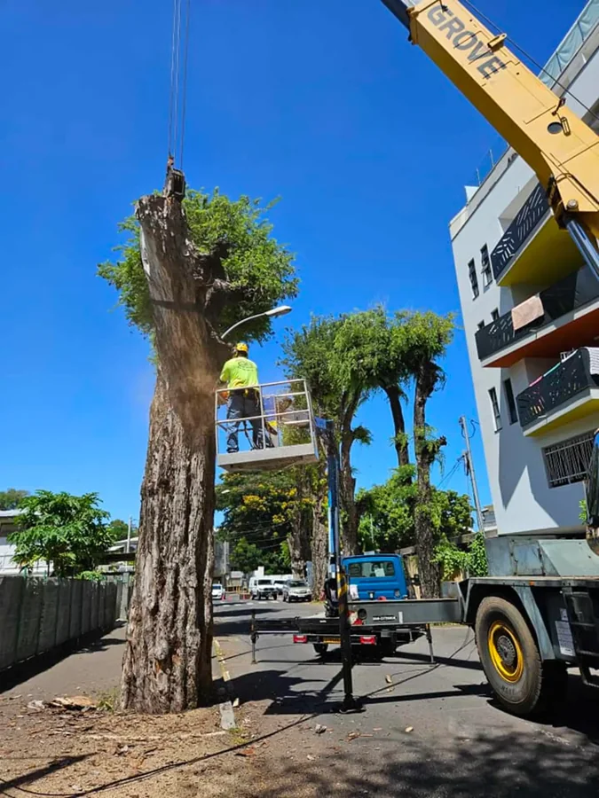 Un opérateur en panier de nacelle découpe la couronne d'un grand arbre, un tronçon suspendu au-dessus de lui.